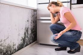 Best Mold Damage Restoration  in Merrick, NY